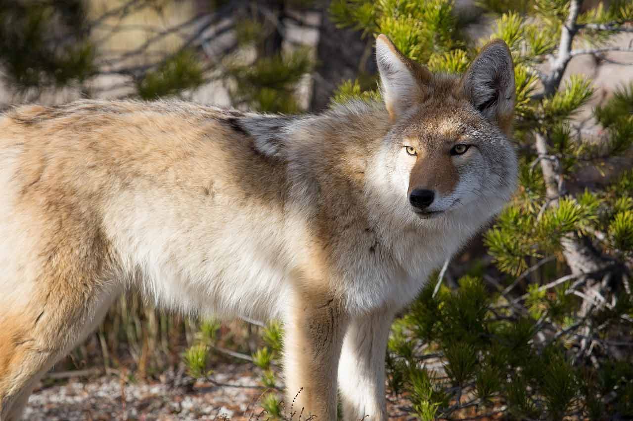 coyote in woods