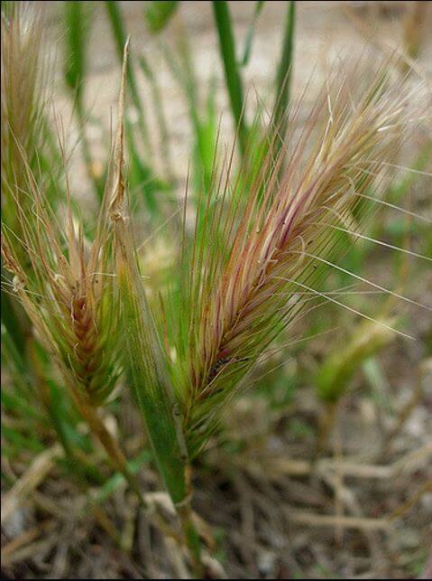 foxtail