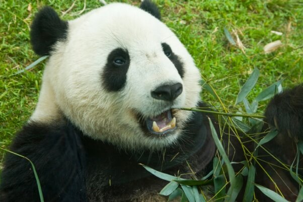 Giant panda