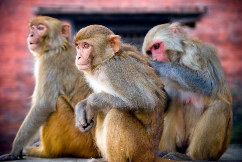 three macaque monkeys