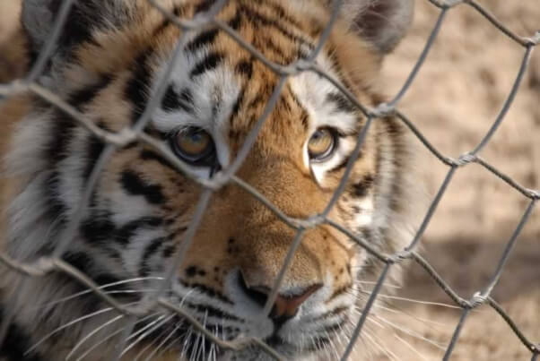 Tiger behind chain link fence