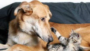 The Responsible Renter’s Guide to Animal-Friendly Housing