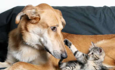 The Responsible Renter’s Guide to Animal-Friendly Housing