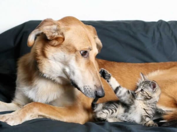 Tan dog lying on couch with small tabby kitten