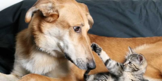 Tan dog lying on couch with small tabby kitten