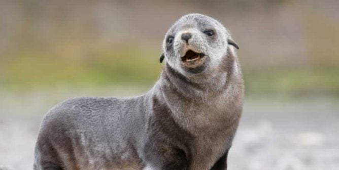 Canada’s Annual Seal Slaughter Has Begun. Here’s How We Stop It.