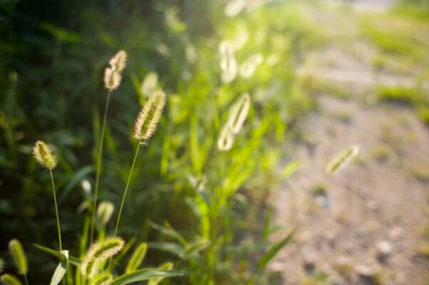 Foxtail weeds
