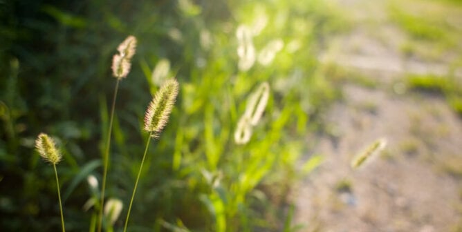 Foxtail weeds