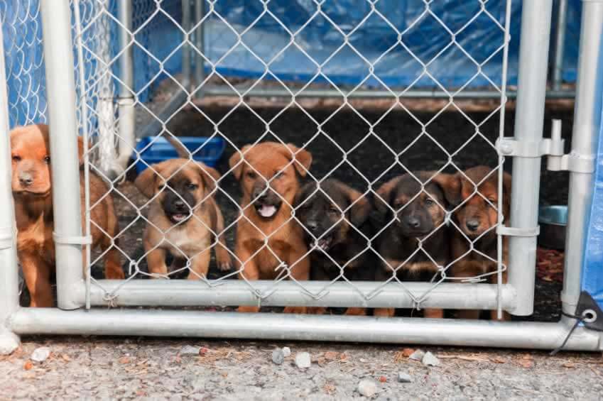 Six brown puppies in shelter