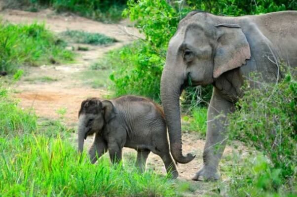 Asian elephants