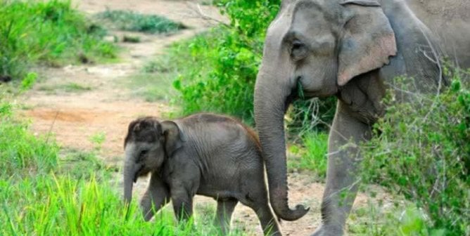 Adult Asian elephant crosses a path with baby elephant
