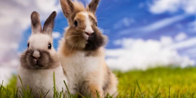 two rabbits with brown and white fur sit on green grass outside