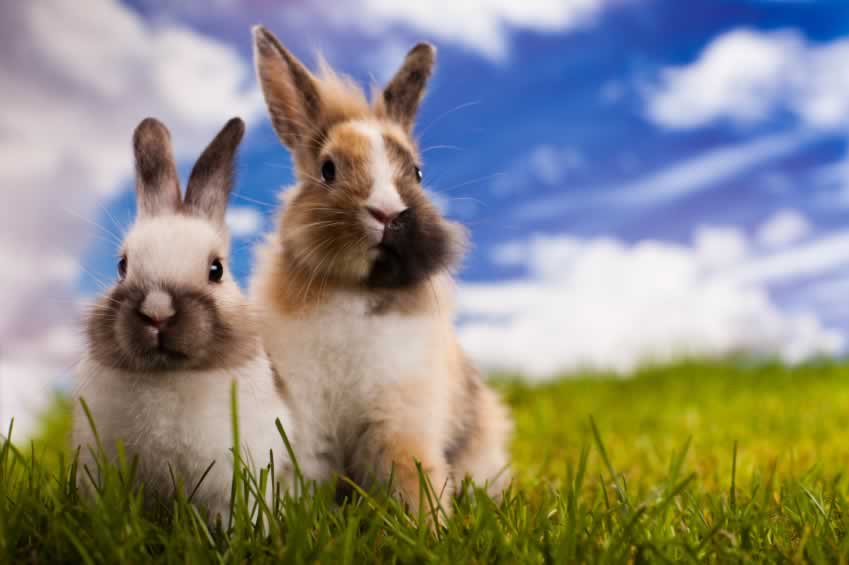 two rabbits with brown and white fur sit on green grass outside
