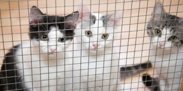 Kittens in shelter