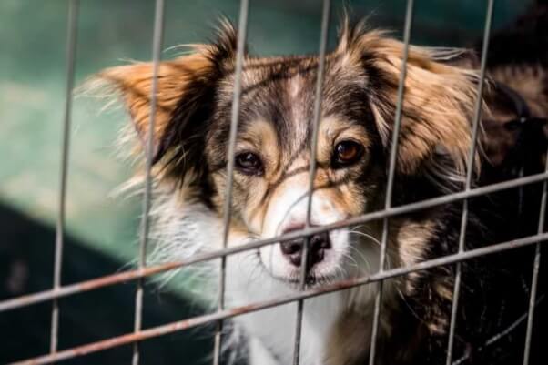 Fluffy brown-and-white dog looking out through bars of cage