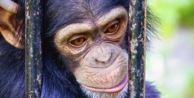 Animals in Film and Television