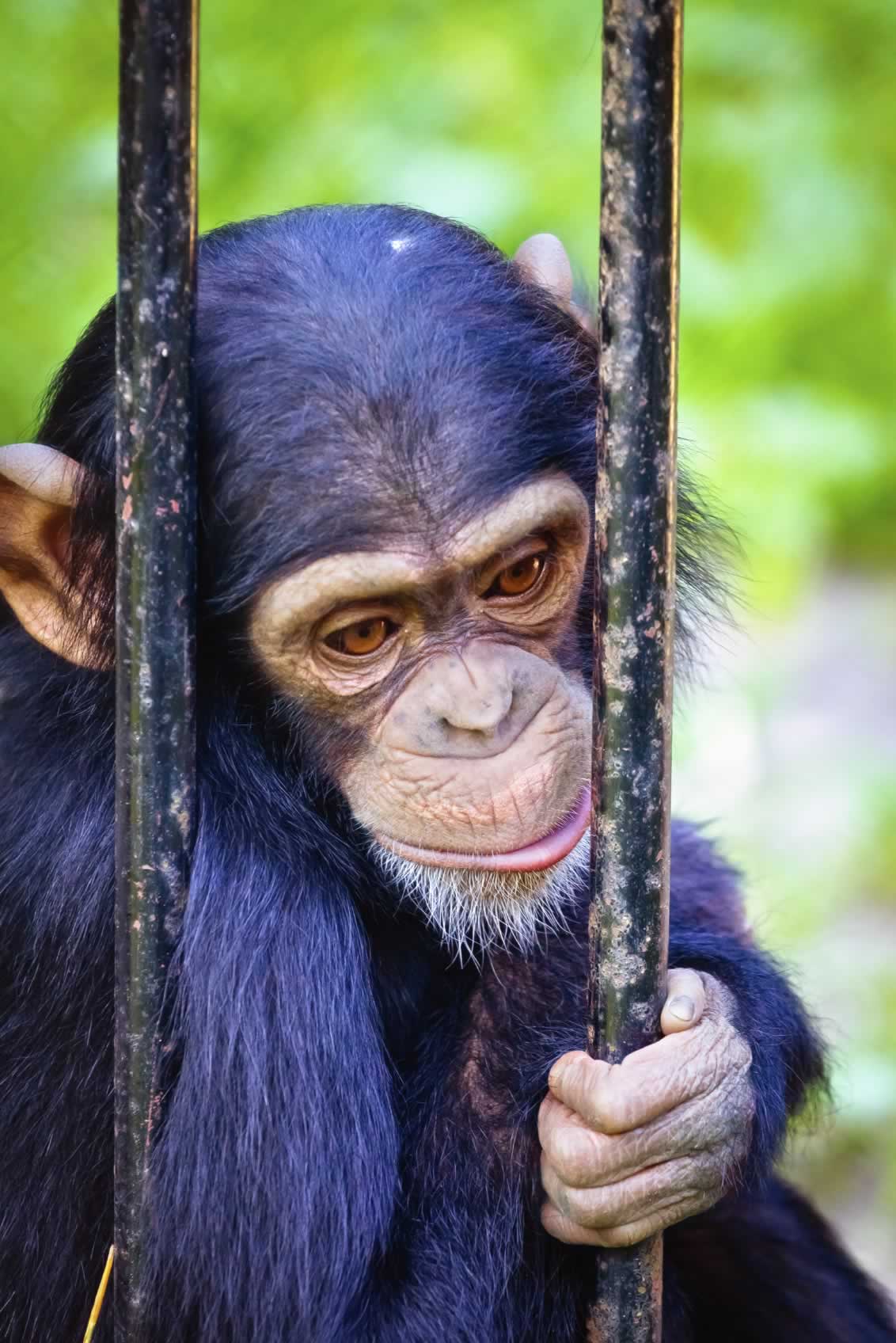 Animals in Entertainment Circuses, SeaWorld, and Beyond PETA