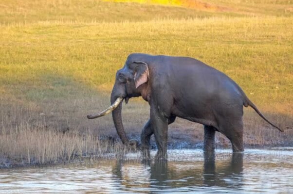 Asian elephant