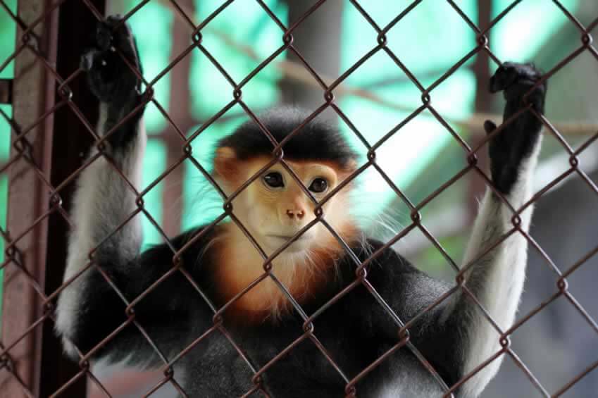 captive monkey looking out from confinement in a cage