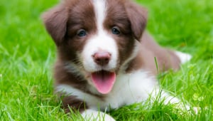 Happy brown-and-white puppy lying in grass