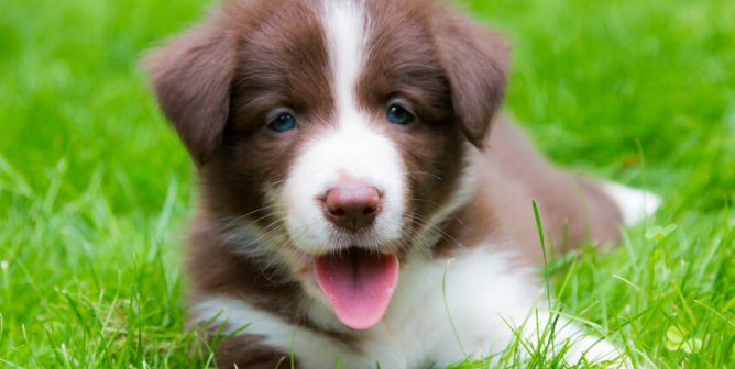 Happy brown-and-white puppy lying in grass