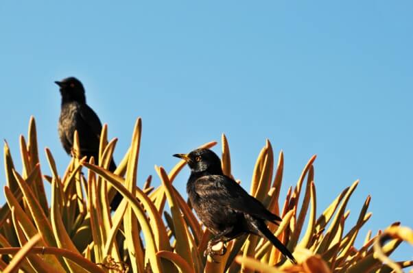 Fork-tailed drongos