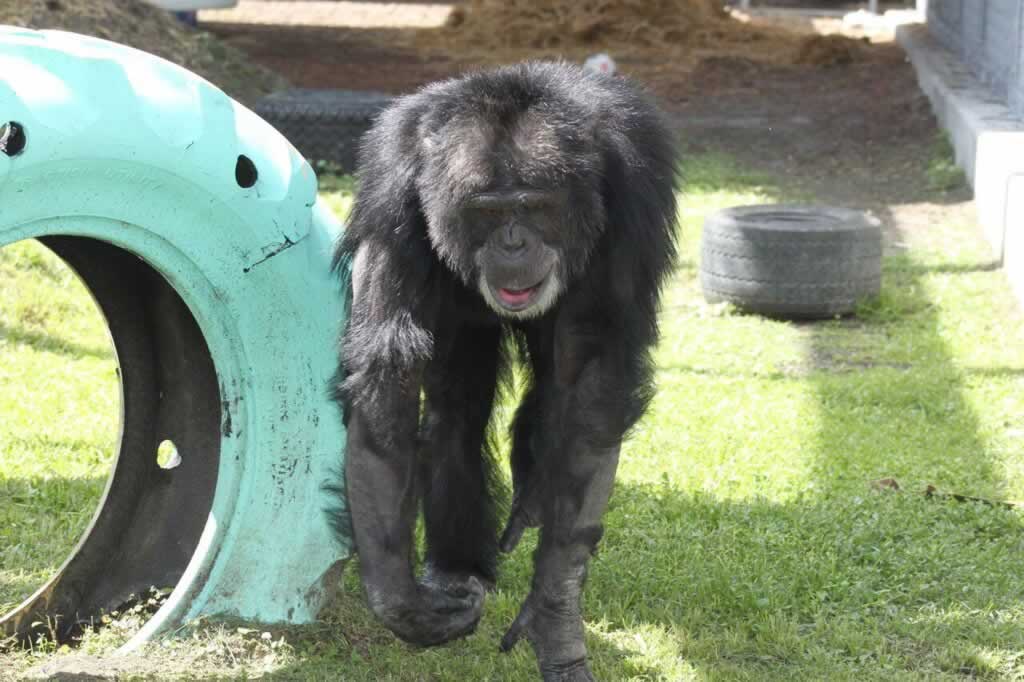 chimpanzee face rip off chimpanzee face rip off