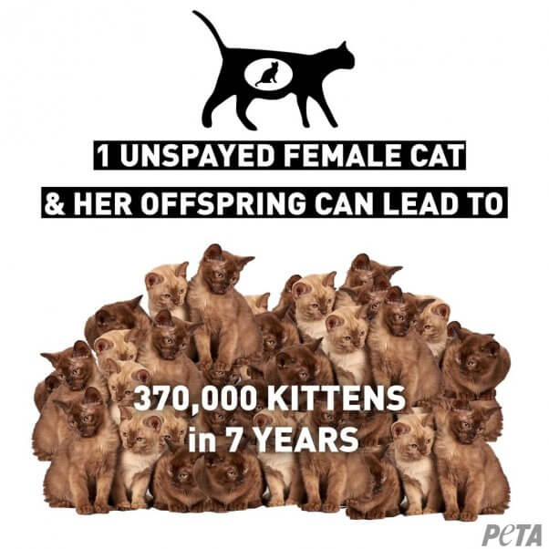 Info graphic reading "1 Unspayed Female Cat and Her Offspring Can Lead To 370,000 Kittens in 7 Years"