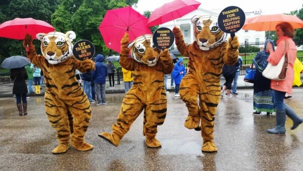 Dancing tiger demo at White House