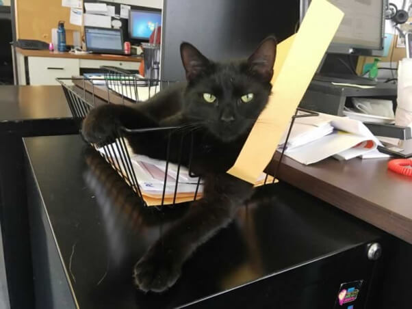 Prince, a rescued cat who needs a new home