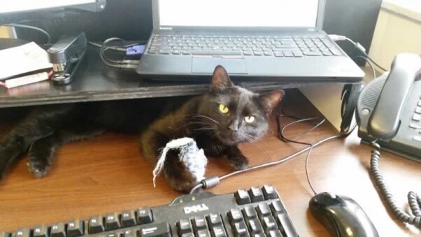 Prince, a rescued cat who needs a new home