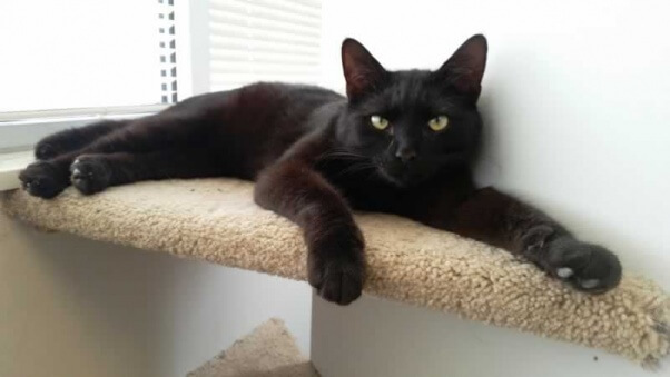 Prince, a rescued cat who needs  a new home