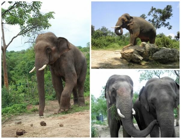 Sunder roaming free and interacting with other elephants in his new home. 