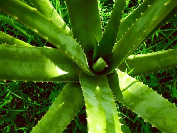 aloe vera cactus can be used to make vegan silk