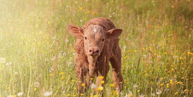 Brown calf standing in a field