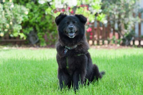 Edith, a formerly chained dog rescued and adopted by a PETA fieldworker