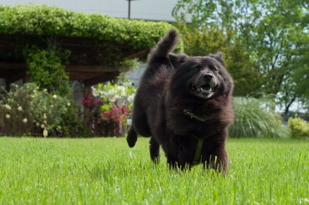 Edith, a formerly chained dog rescued and adopted by a PETA fieldworker