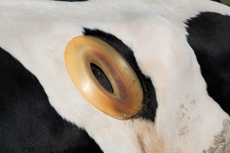 Why Do These Cows Have Holes Drilled Into Their Sides? PETA