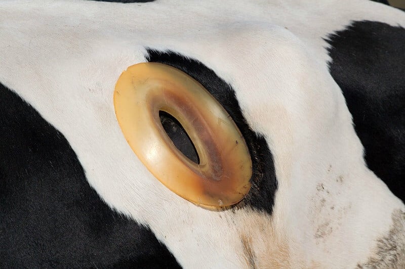 Why Do These Cows Have Holes Drilled Into Their Sides? | PETA