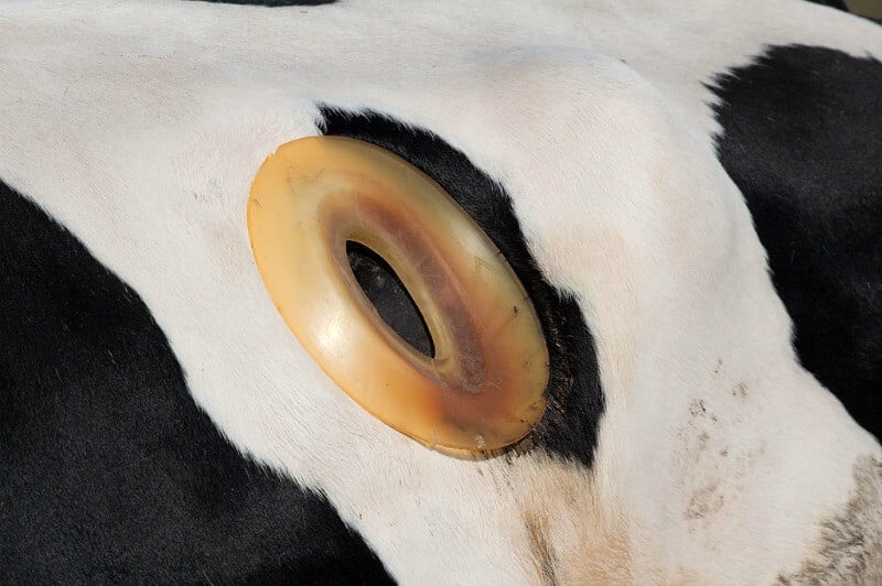 Why Do These Cows Have Holes Drilled Into Their Sides? | PETA Why Do These Cows Have Holes Drilled Into Their Sides? | PETA