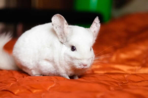 White chinchilla on orange blanket