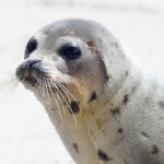 Canada Is Losing Another Excuse Used to Defend Seal Slaughter