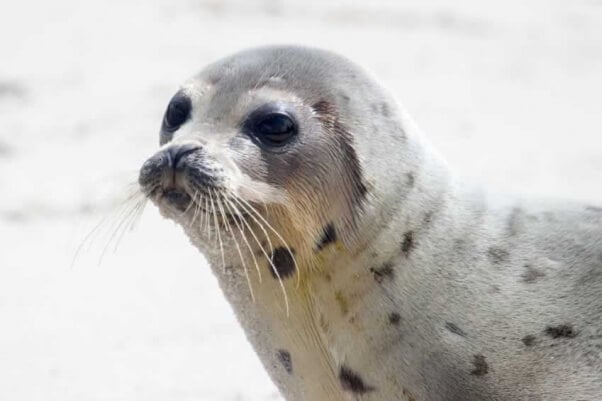 Spotted Seal Pup