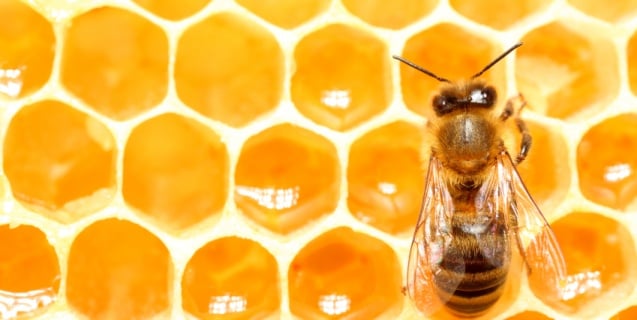 Beeswax and Royal Jelly