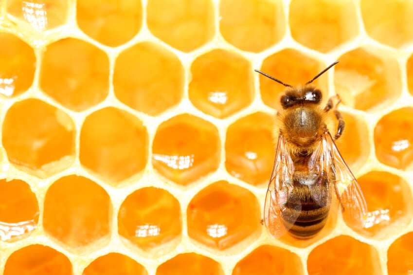 Where Did Our Honey Bees Go To?