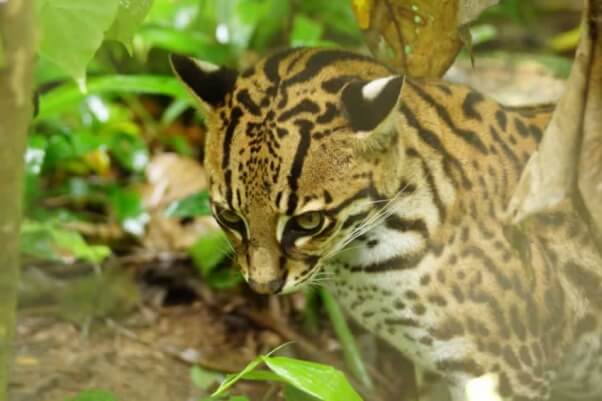 Ocelot