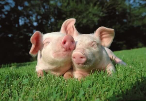 Happy pigs