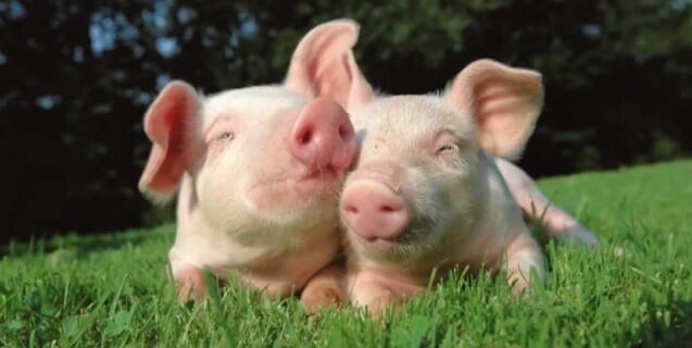 Happy pigs