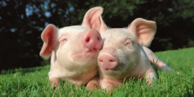 Blue Skies Ahead for Animals: Anti-Sunshine Law Declined Appeal by SCOTUS