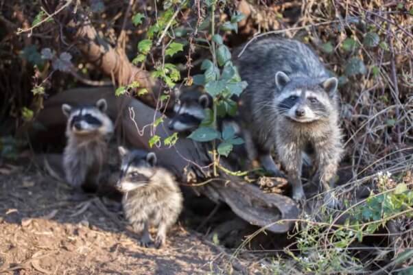 Raccoon family